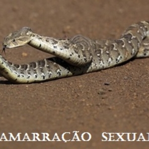 AMARRAÇÃO  SEXUAL