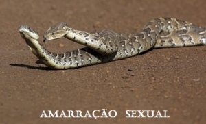 AMARRAÇÃO  SEXUAL